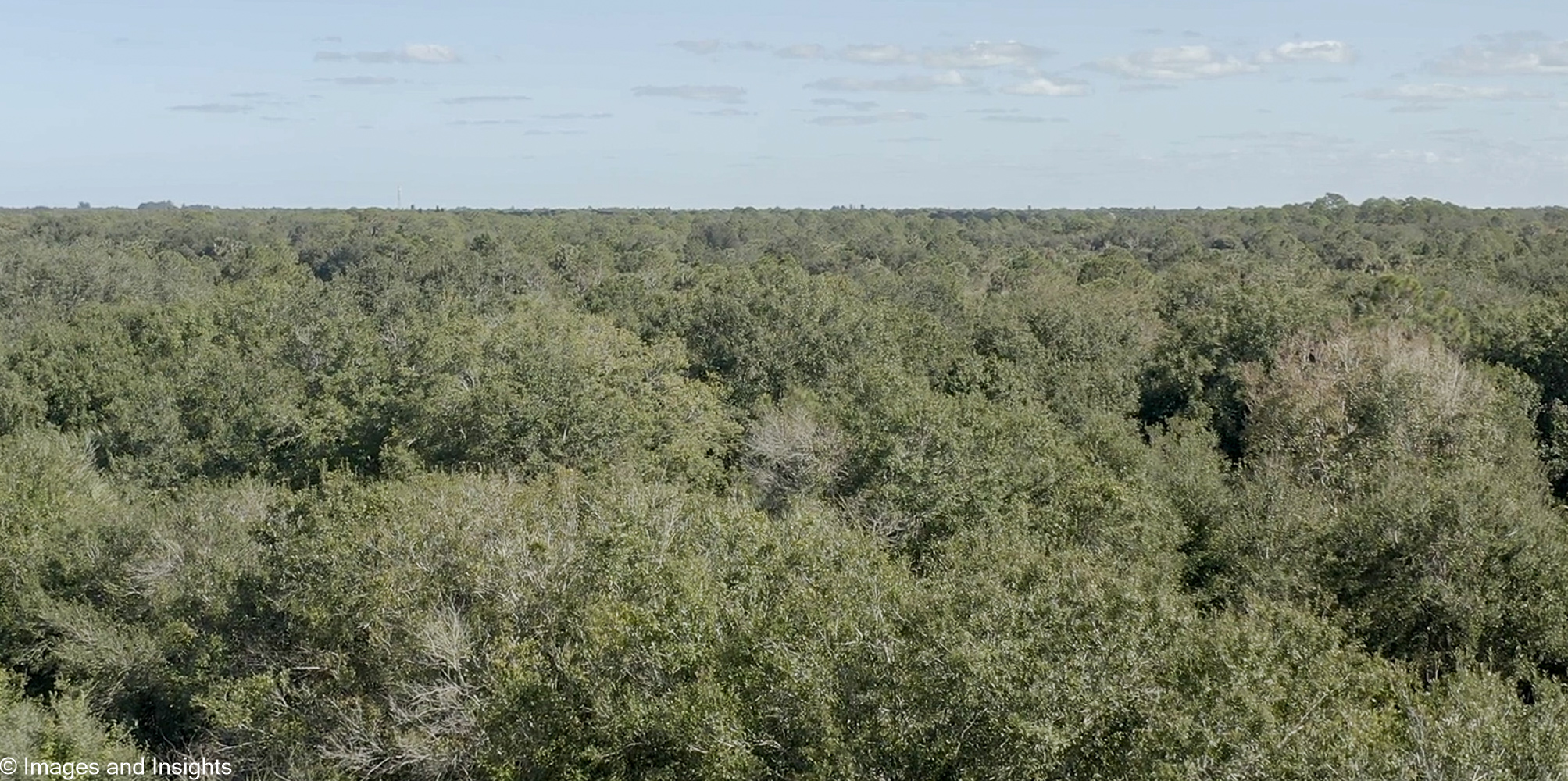 Vacant land drone survey Brevard County — closer view of dense brush and tree density